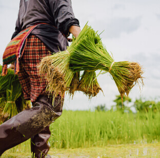 The Farmers Sentiment Darkens Hopes Fade